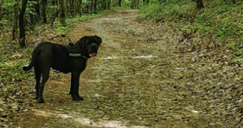 angelina pet sitter à TOULOUSE 31500_1