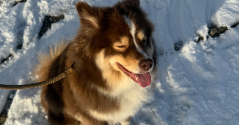 rachelle pet sitter à YVETOT 76190_5