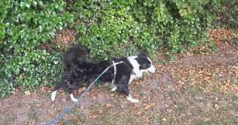 leane pet sitter à BRETIGNY SUR ORGE 91220_1