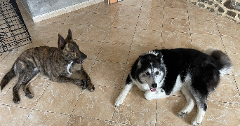 sabrina pet sitter à RIVES D ANDAINE 61410_5