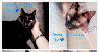 séverine  pet sitter à 59000 Lille 59000_7