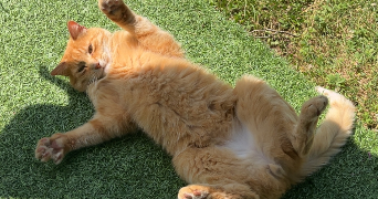 emma pet sitter à SAULGE 86500_2