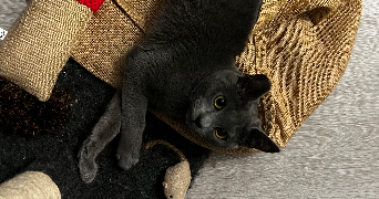 katell pet sitter à VERTOU 44120_1