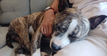 lola pet sitter à ST MALO 35400_5