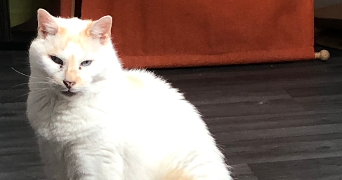 alexandre cat sitter à FACHES THUMESNIL 59155_7