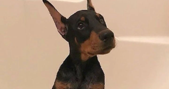 jennifer pet sitter à TURRETOT 76280_6