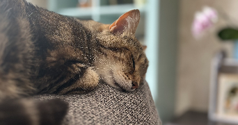 camille pet sitter à ORLEANS 45000_1