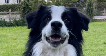 marie pet sitter à VILLENAVE D ORNON 33140_1
