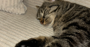 camille pet sitter à Brandérion 56700_5