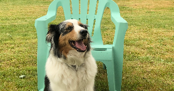 coralie pet sitter à ESSARTS EN BOCAGE 85140_0