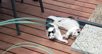 roza pet sitter à IVRY LA BATAILLE 27540_9