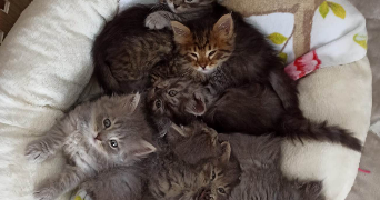 lucile pet sitter à LYON 69007_1