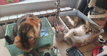 mélissa pet sitter à BAYONNE 64100_3