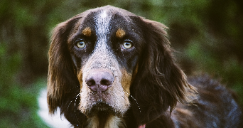marine nino dog sitter à TREGUNC 29910_1