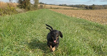 melanie pet sitter à LONGPERRIER 77230_6