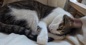 estelle pet sitter à MONTAIGU 02820_3