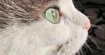 massinissa pet sitter à PARIS 18 75018_3