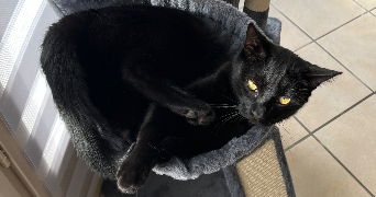maellys pet sitter à DOMERAT 03410_5