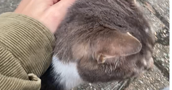 leila pet sitter à LAVAL 53000_1