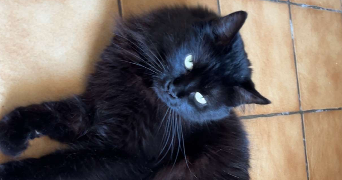 clara pet sitter à Vannes 56000_2