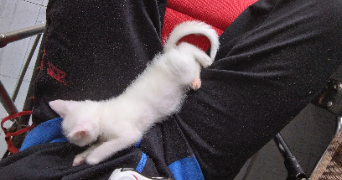 kevin  pet sitter à EPINAL 88000_6