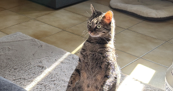 ananda pet sitter à CAPESTANG 34210_3