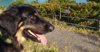 allison pet sitter à CHALONNES SUR LOIRE 49290_1