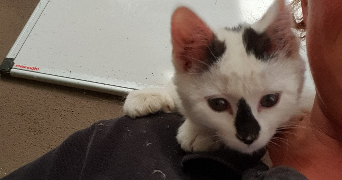 Angelique pet sitter à Maen Roch 35460_3