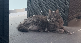 laetitia pet sitter à JURY 57245_1