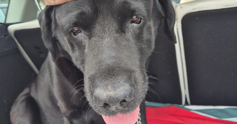 anne pet sitter à BORDEAUX 33800_4