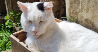 camille pet sitter à EGLINGEN 68720_2