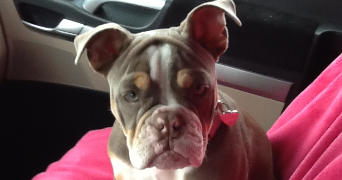 vanessa pet sitter à BAINS SUR OUST 35600_1