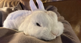 shona pet sitter à NICE 06000_2