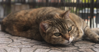 dochez pet sitter à AURILLAC 15000_1