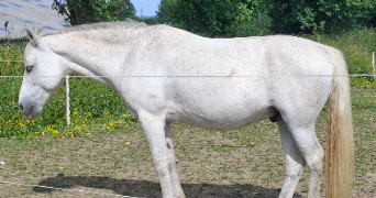 julia pet sitter à Niort 79000_11