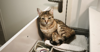 isabelle cat sitter à ST GENEST LERPT 42530_6