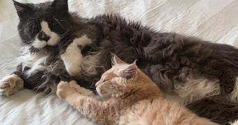 sarah pet sitter à CESSON SEVIGNE 35510_3