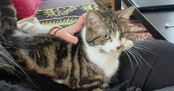 lili-margot pet sitter à NANTES 44000_2