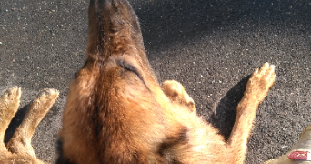 najim pet sitter à VILLEPINTE 93420_3