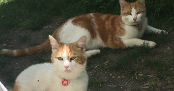 veronique pet sitter à VAIRES SUR MARNE 77360_2