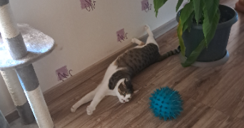 nathalie pet sitter à MAGNEVILLE 50260_6