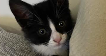 anais pet sitter à VILLEMOISSON SUR ORGE 91360_1