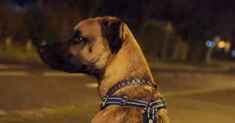 méli pet sitter à CHALLANS 85300_3