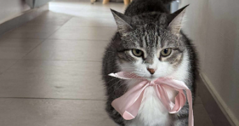 dorine pet sitter à TROUILLAS 66300_1