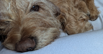 fanny pet sitter à VANNES 56000_3