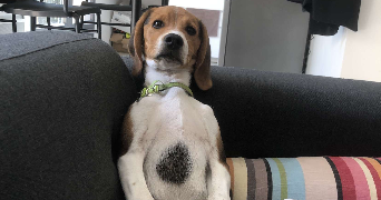 charlotte pet sitter à Lyon 69009_3