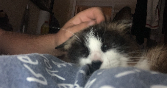 simon pet sitter à BETHUNE 62400_1