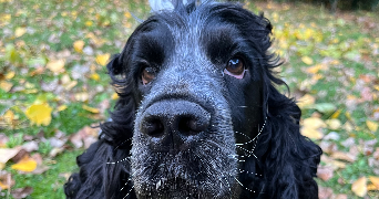 oanell pet sitter à BORDEAUX 33000_4