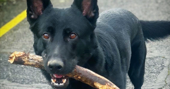 koceila pet sitter à VILLABE 91100_3
