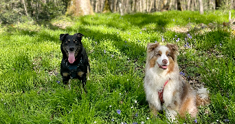 alysson pet sitter à GIF SUR YVETTE 91190_2